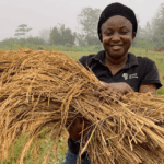 Les jeunes agriculteurs ivoiriens révolutionnent l’agriculture grâce aux réseaux sociaux