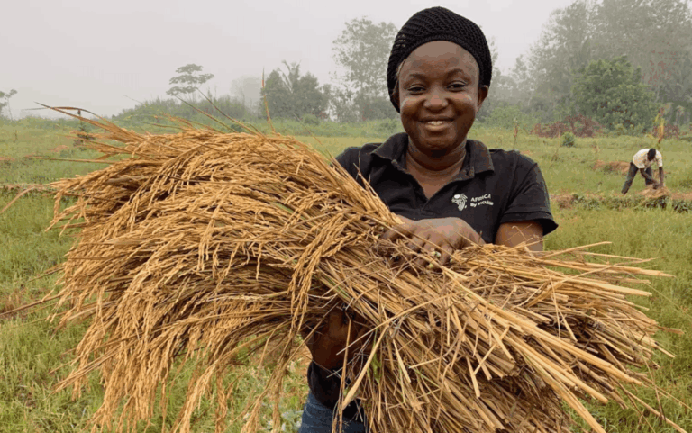 Les jeunes agriculteurs ivoiriens révolutionnent l’agriculture grâce aux réseaux sociaux